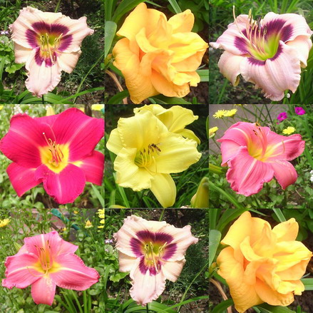 �����ҵ����(�ÿ����ϣ�