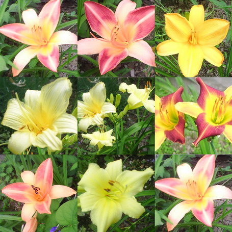 �����ҵ����(�ÿ����ϣ�