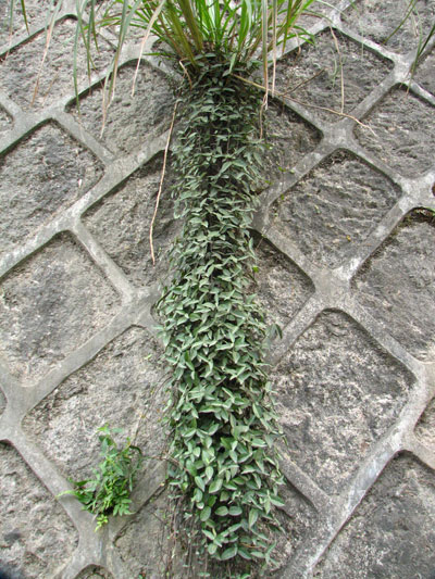 �����ҹ�