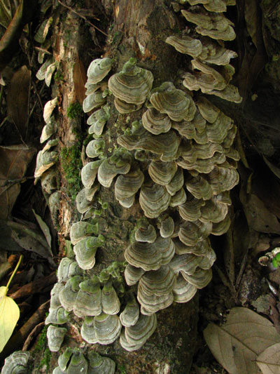 �����ҹ�