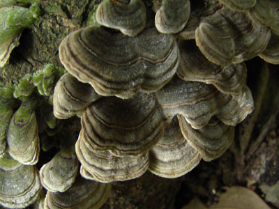 �����ҹ�