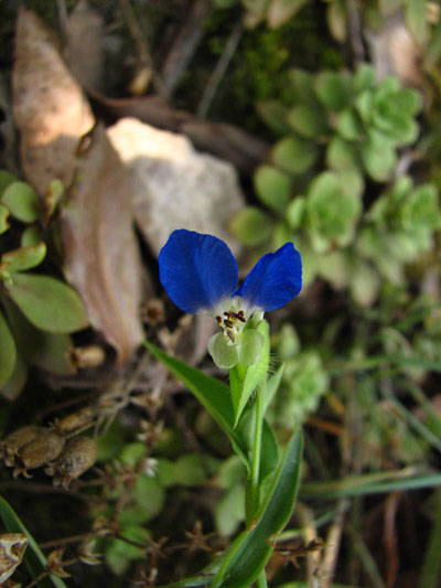 �����ҹ�