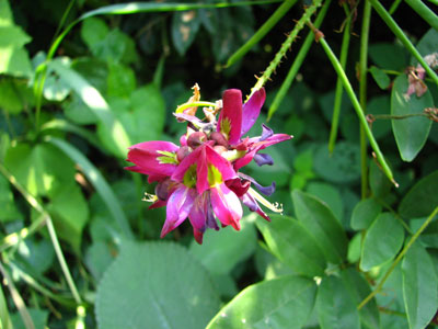 �����ҹ�