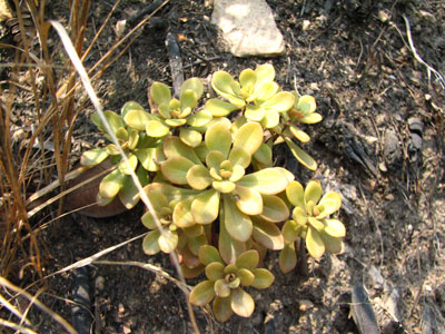 �����ҹ�