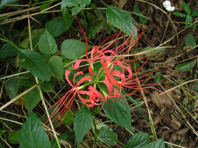 �����ҹ�