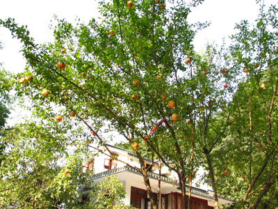 �����ҹ�