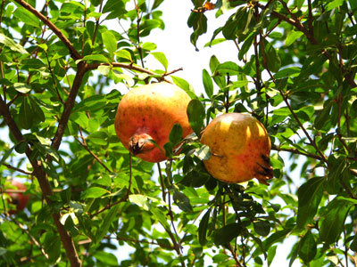 �����ҹ�