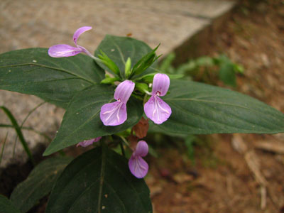 �����ҹ�