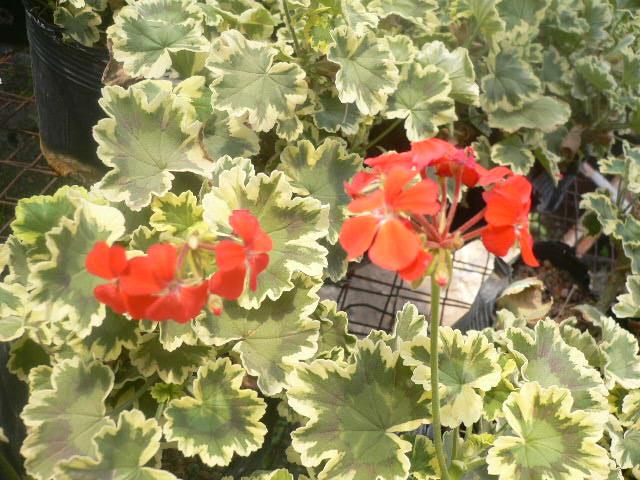 ��������ݮ԰��~~���ÿ�~~