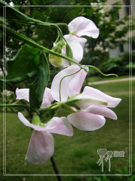 ��ħ�����ޣ��ﲥ���㶹�����ֻ�ɫ