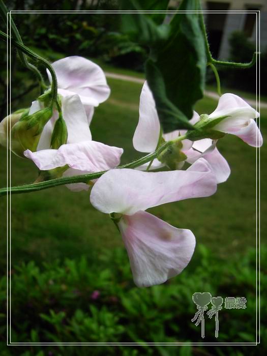 ��ħ�����ޣ��ﲥ���㶹�����ֻ�ɫ