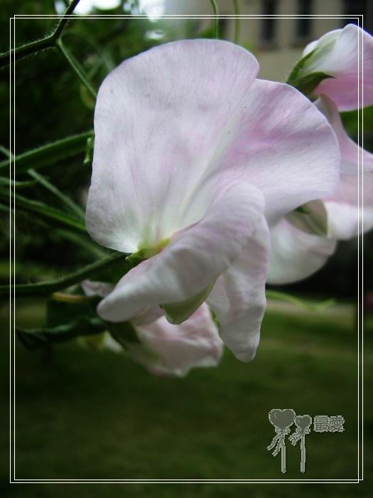 ��ħ�����ޣ��ﲥ���㶹�����ֻ�ɫ