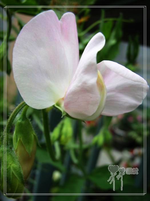 ��ħ�����ޣ��ﲥ���㶹�����ֻ�ɫ