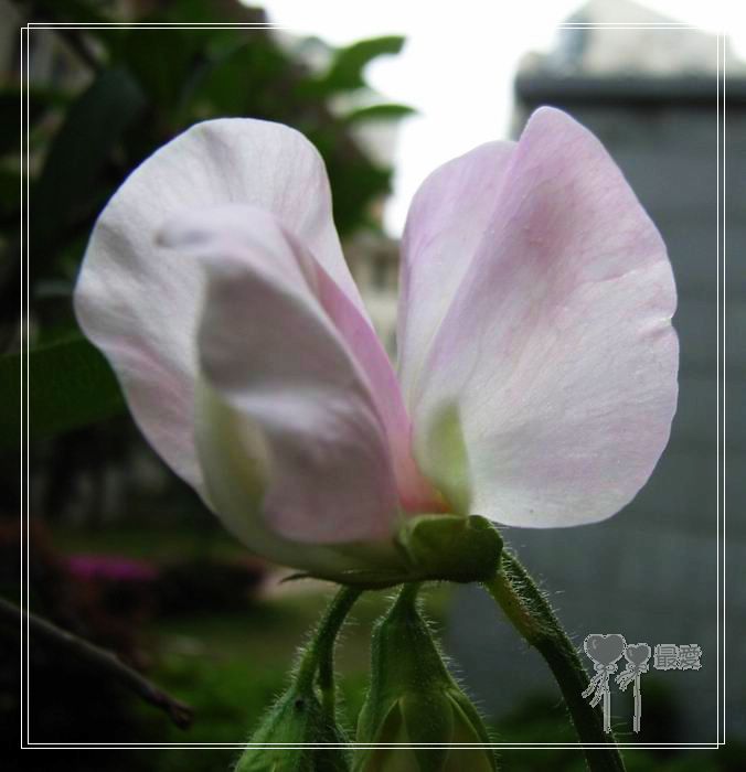 ��ħ�����ޣ��ﲥ���㶹�����ֻ�ɫ