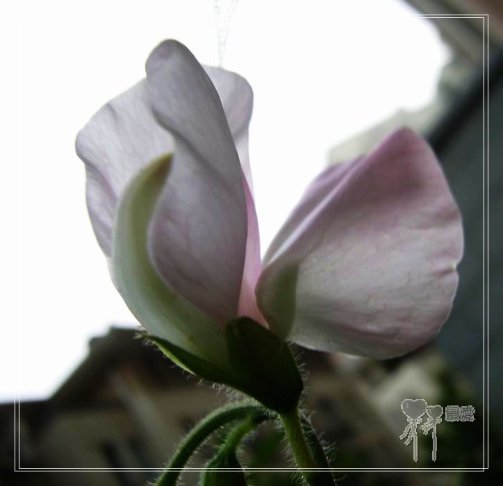 ��ħ�����ޣ��ﲥ���㶹�����ֻ�ɫ