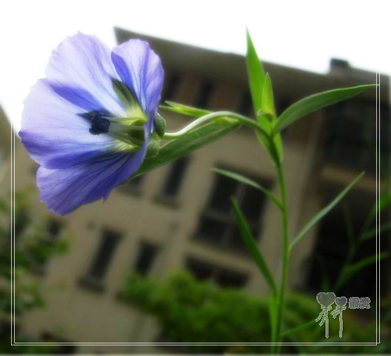 ��ħ�����ޣ��ﲥ���㶹�����ֻ�ɫ