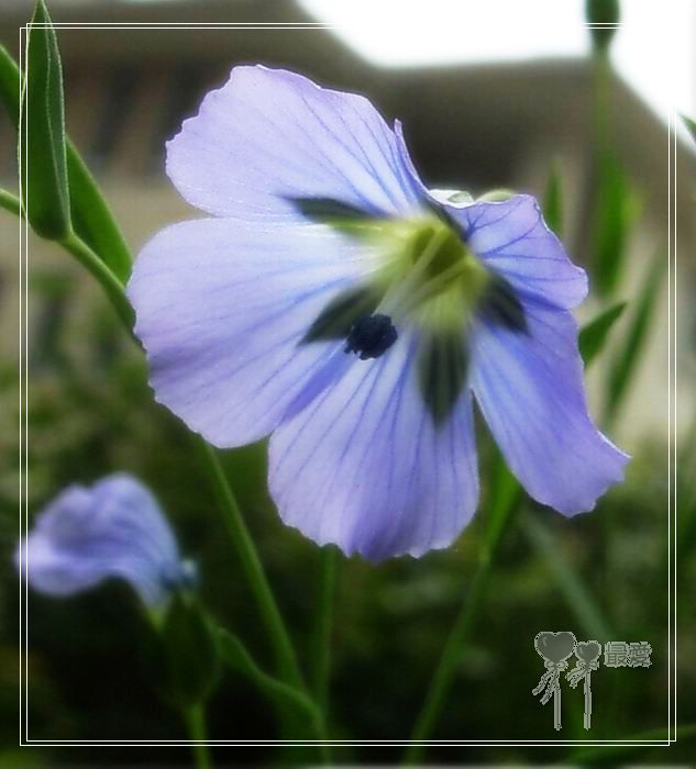 ��ħ�����ޣ��ﲥ���㶹�����ֻ�ɫ