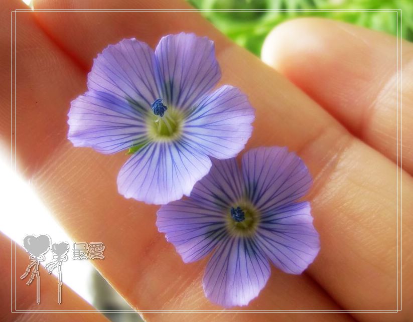 ��ħ�����ޣ��ﲥ���㶹�����ֻ�ɫ