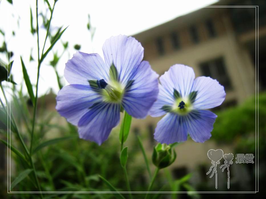 ��ħ�����ޣ��ﲥ���㶹�����ֻ�ɫ