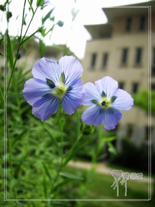 ��ħ�����ޣ��ﲥ���㶹�����ֻ�ɫ