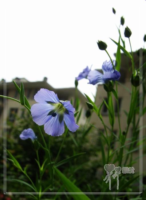 ��ħ�����ޣ��ﲥ���㶹�����ֻ�ɫ