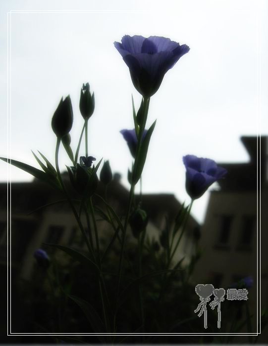 ��ħ�����ޣ��ﲥ���㶹�����ֻ�ɫ