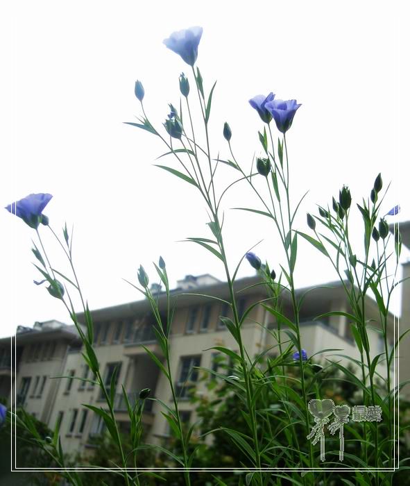 ��ħ�����ޣ��ﲥ���㶹�����ֻ�ɫ