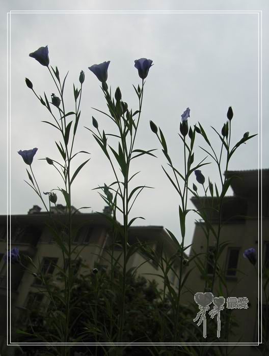 ��ħ�����ޣ��ﲥ���㶹�����ֻ�ɫ