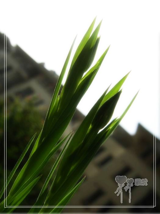 ��ħ�����ޣ��ﲥ���㶹�����ֻ�ɫ