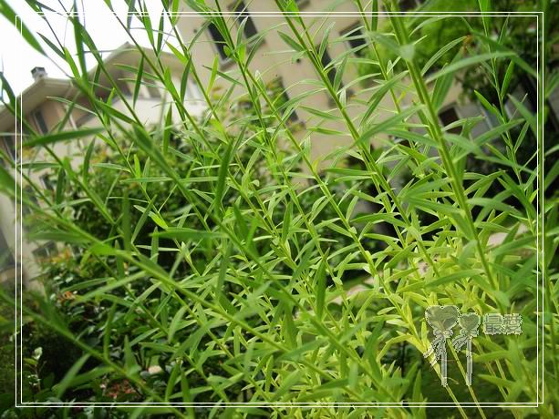 ��ħ�����ޣ��ﲥ���㶹�����ֻ�ɫ