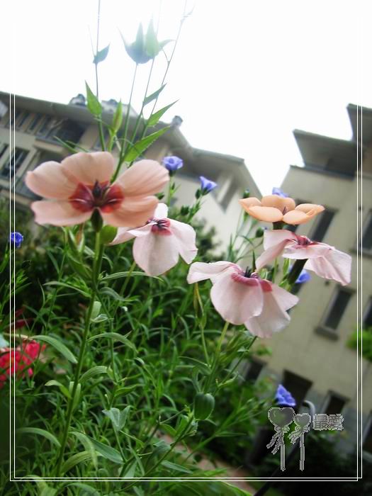 ��ħ�����ޣ��ﲥ���㶹�����ֻ�ɫ