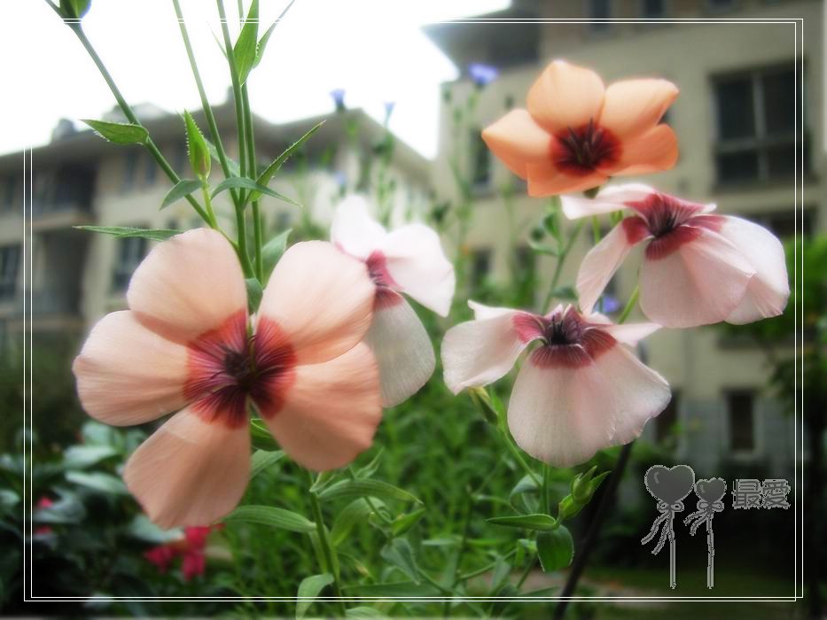 ��ħ�����ޣ��ﲥ���㶹�����ֻ�ɫ