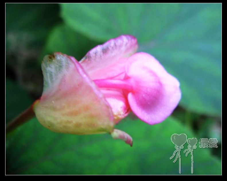 �ҵļ��ֺ���