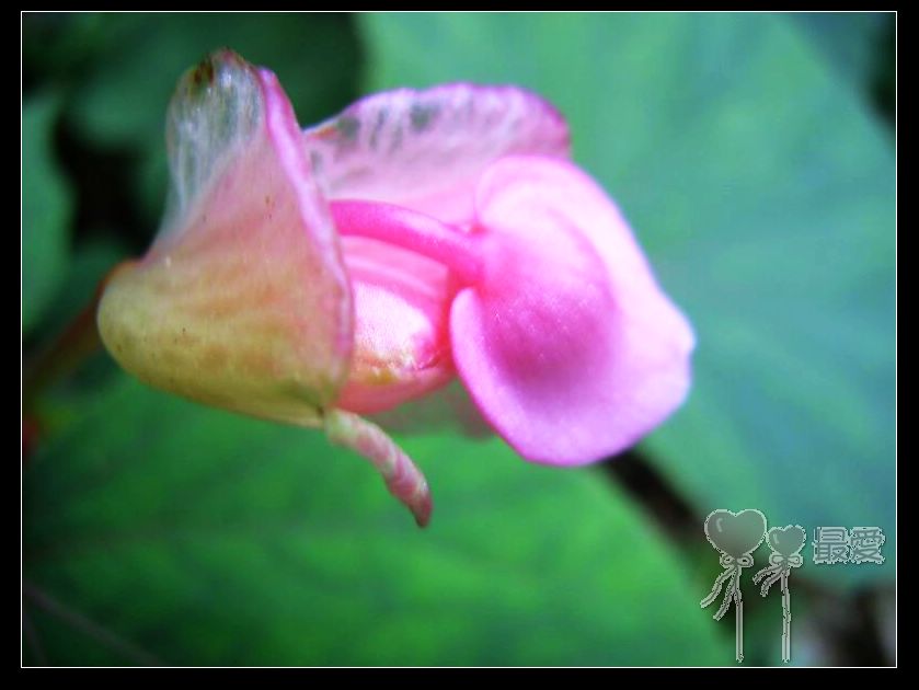 �ҵļ��ֺ���