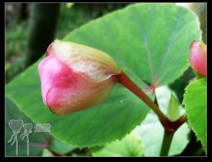 �ҵļ��ֺ���