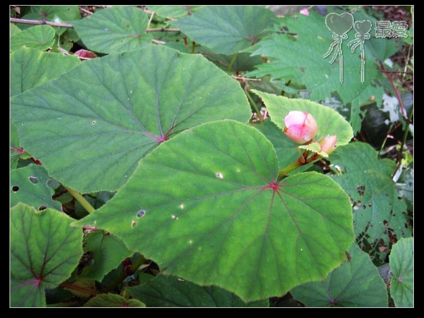 �ҵļ��ֺ���