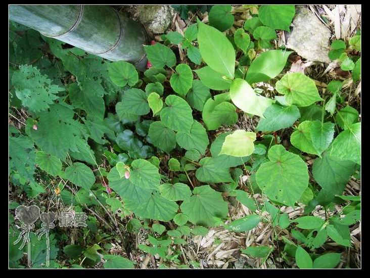 �ҵļ��ֺ���