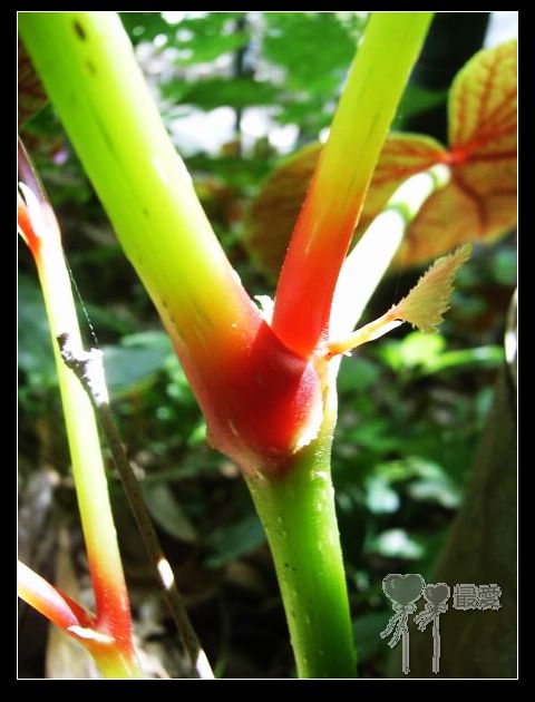 �����觰��..........