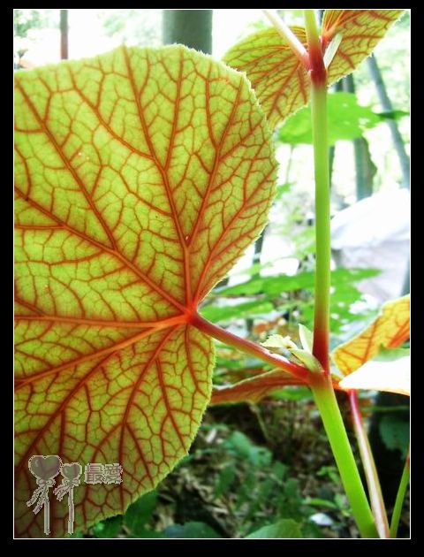 �����觰��..........