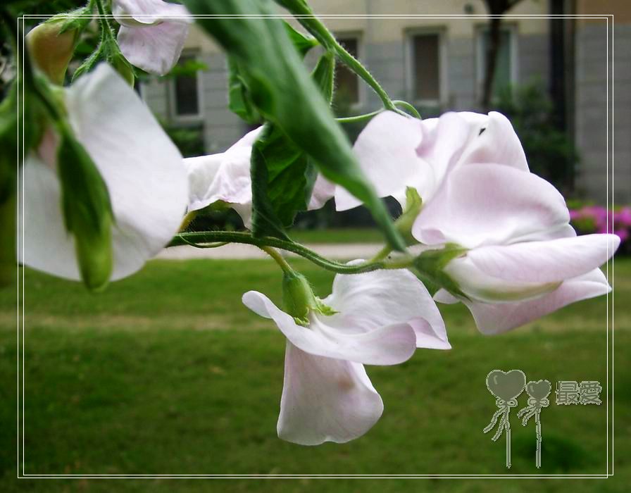 ��ħ�����ޣ��ﲥ���㶹�����ֻ�ɫ