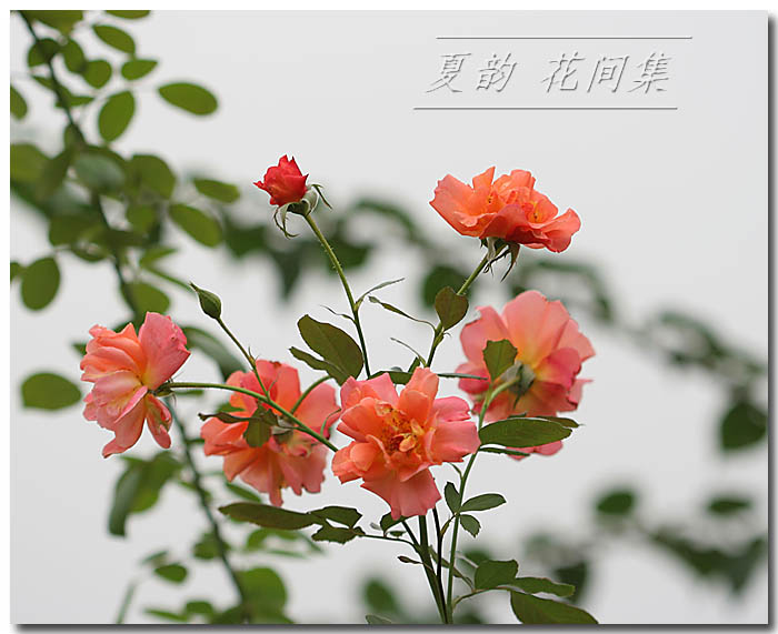 ���伯----�ҵ��¼���԰(�У�3���£�