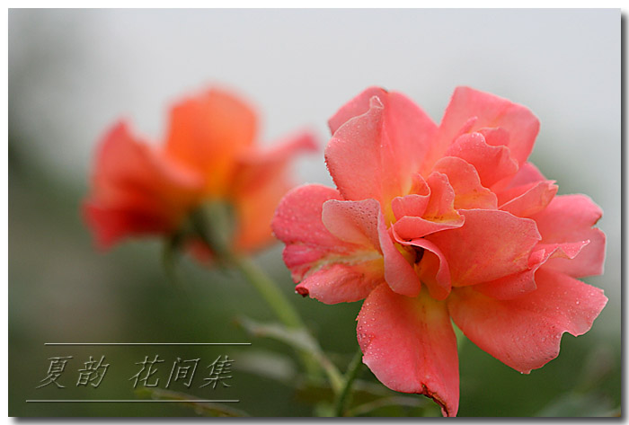 ���伯----�ҵ��¼���԰(�У�3���£�