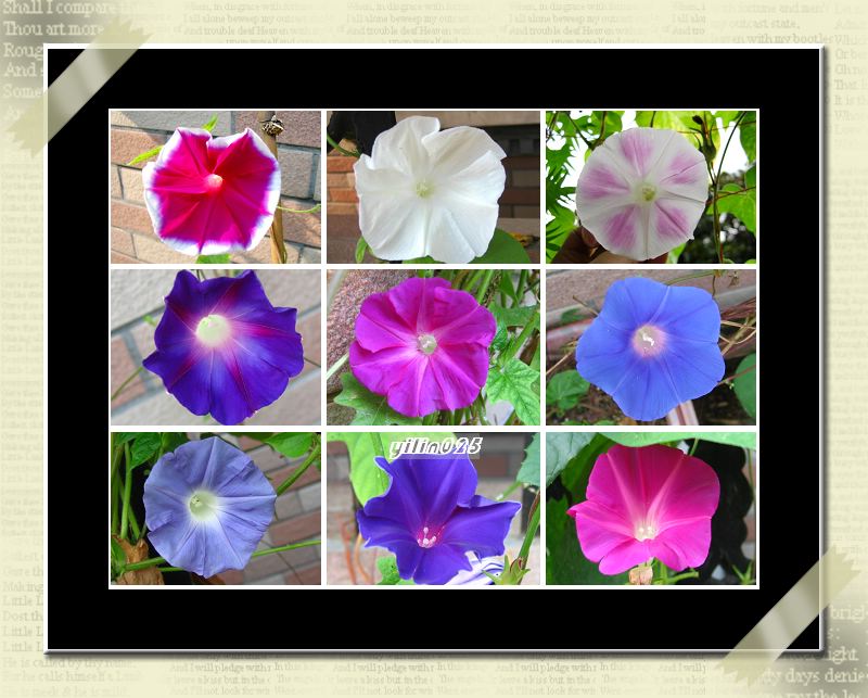 ţ���ܡ���ǣţ�ࣨ�������ͼ��