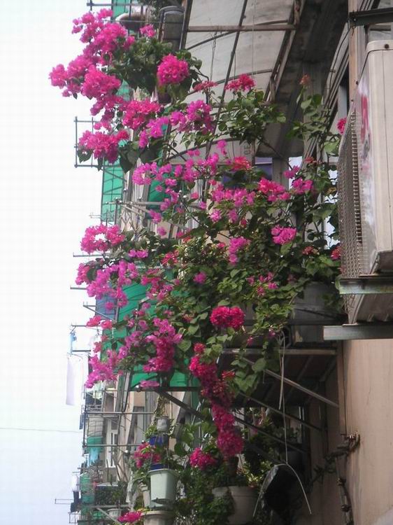 ������̨�ϵ�Ҷ�ӻ�������÷��