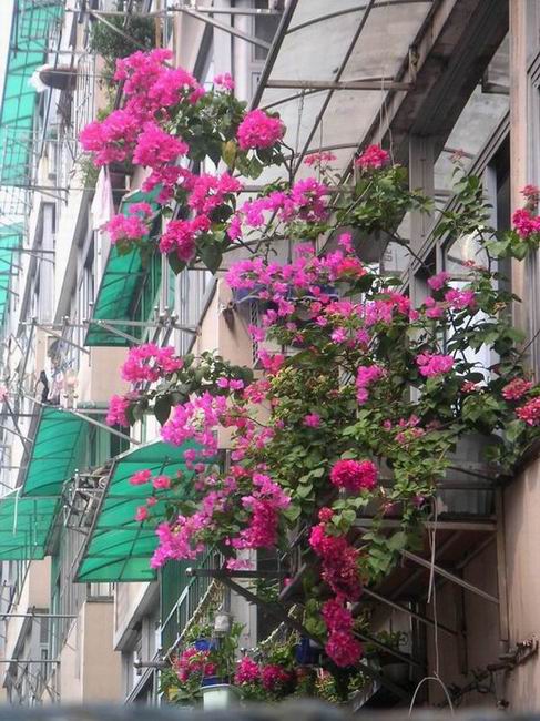 ������̨�ϵ�Ҷ�ӻ�������÷��