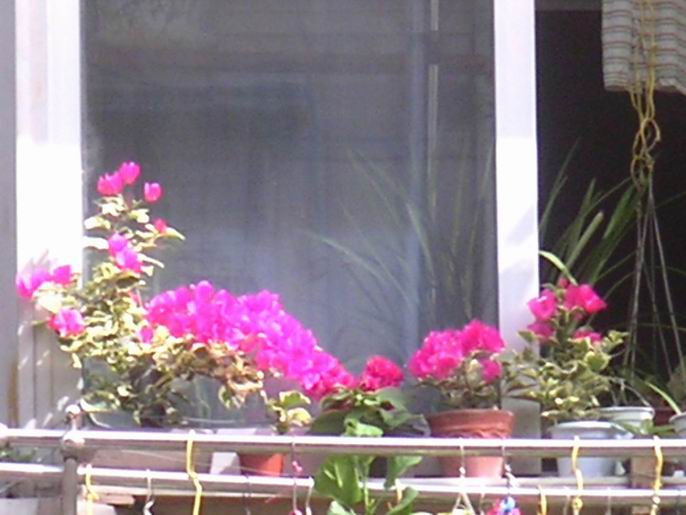 ������̨�ϵ�Ҷ�ӻ�������÷��