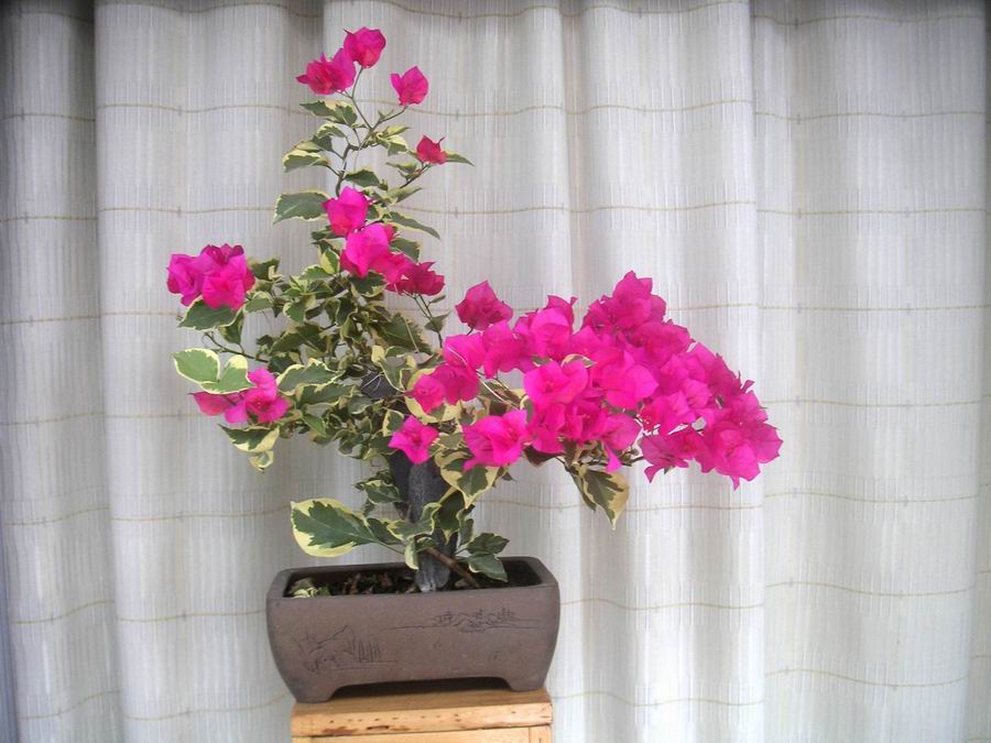 ������̨�ϵ�Ҷ�ӻ�������÷��