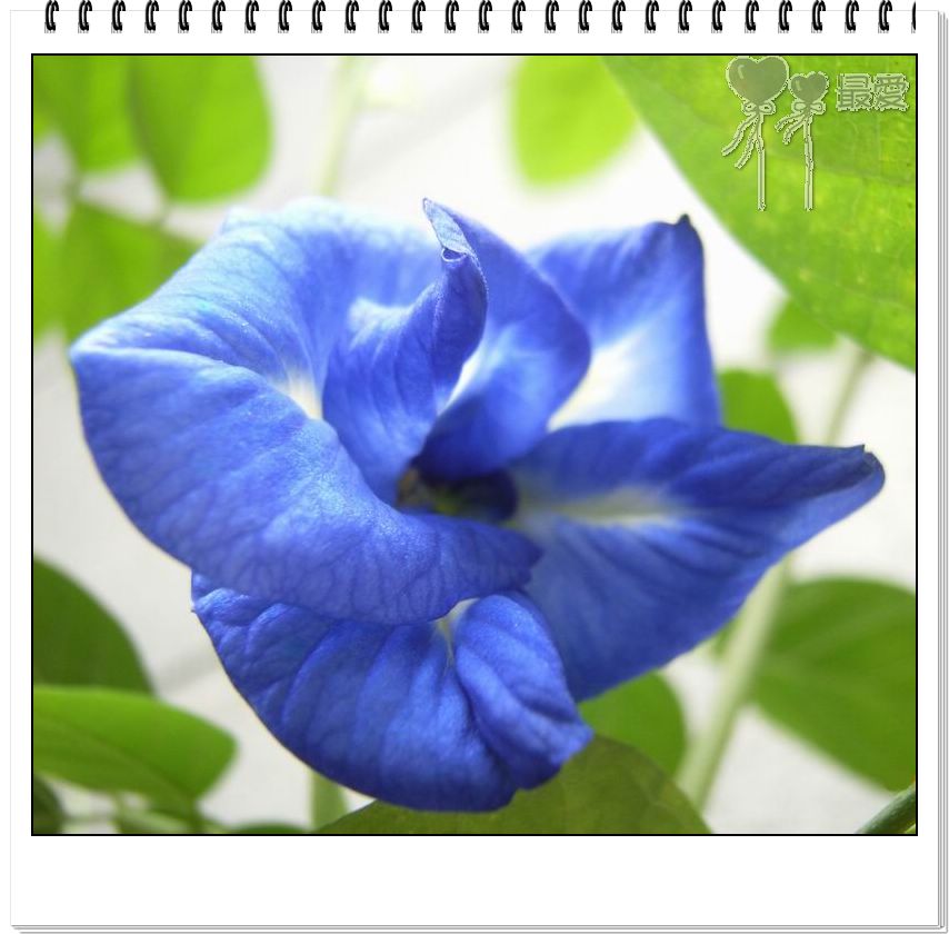 ��������ذ��������