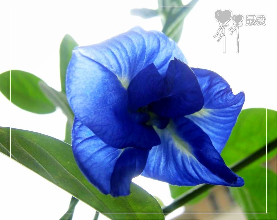 ��������ذ��������