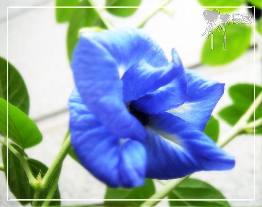 ��������ذ��������